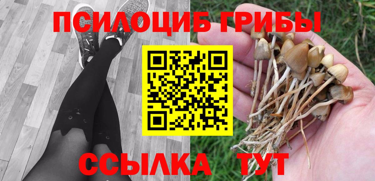 Псилоцибиновые грибы Psilocybine cubensis Котовск